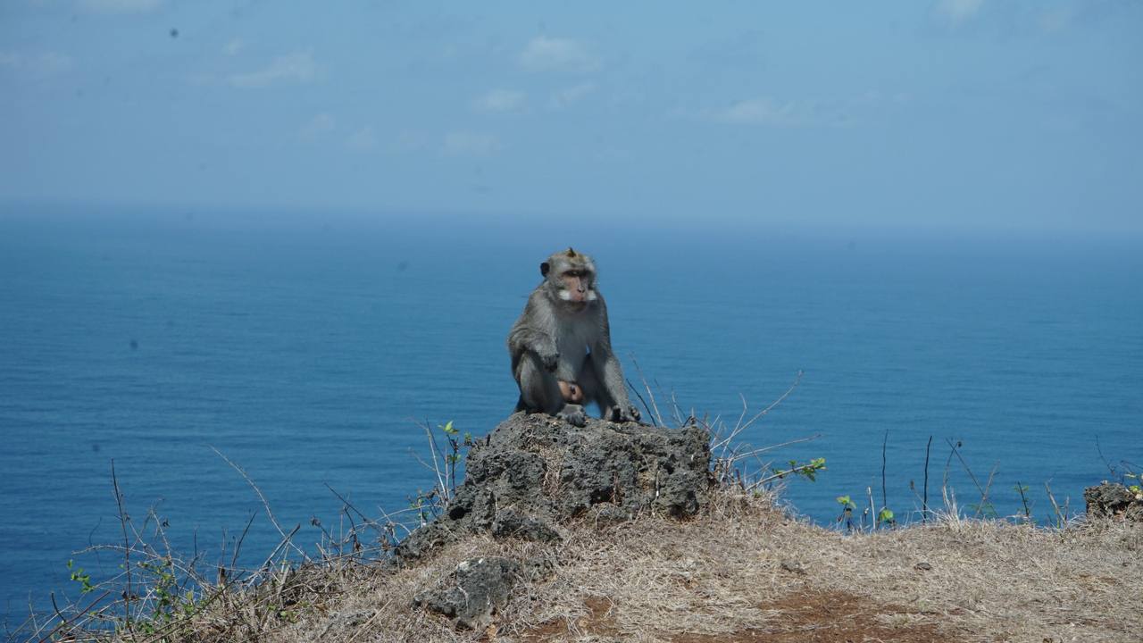 A macaque sitting on a rock outcrop overlooking the ocean