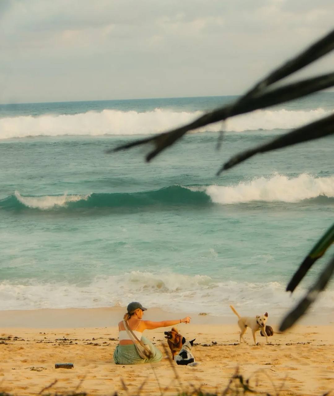 Person sitting on the beach with a dog, ocean waves in the background